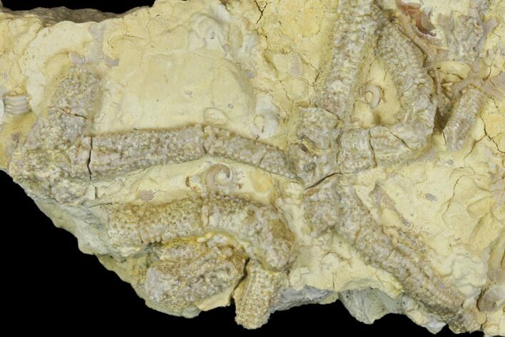 Rare, Ordovician Starfish (Urasterella) Fossils - Oklahoma #145040